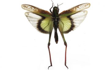 Gastrimargus Africanus Parvulus